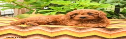 Cavapoo dogs for sale: Turbo - Ad 5