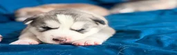 Siberian Husky dogs for sale: Zane - Ad 5