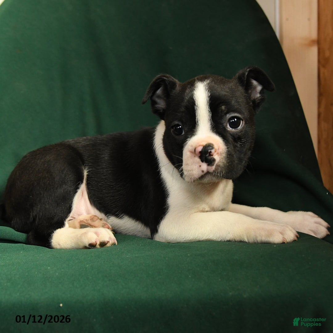 Boston Terrier dogs for sale: Floyd - Ad 3