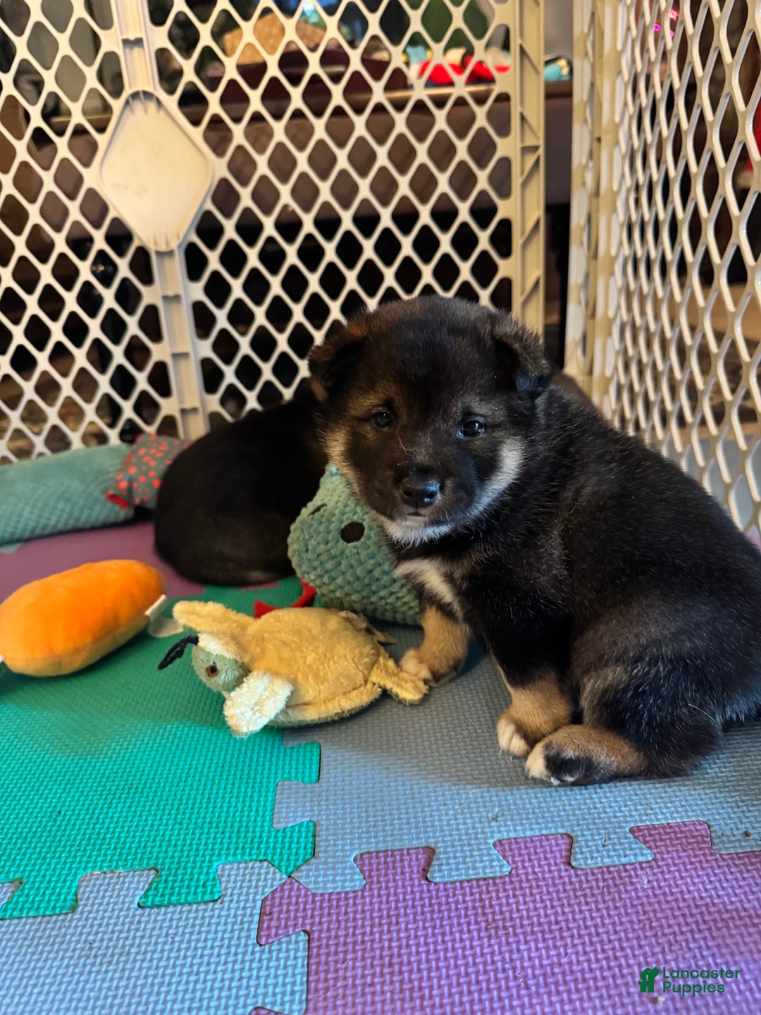 Shiba Inu dogs for sale: Shiba Inu Puppy 1 - Ad 1