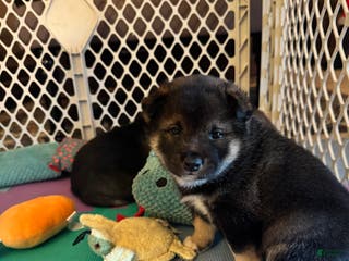 Shiba Inu dogs Shiba Inu Puppy 1 - Ad 16