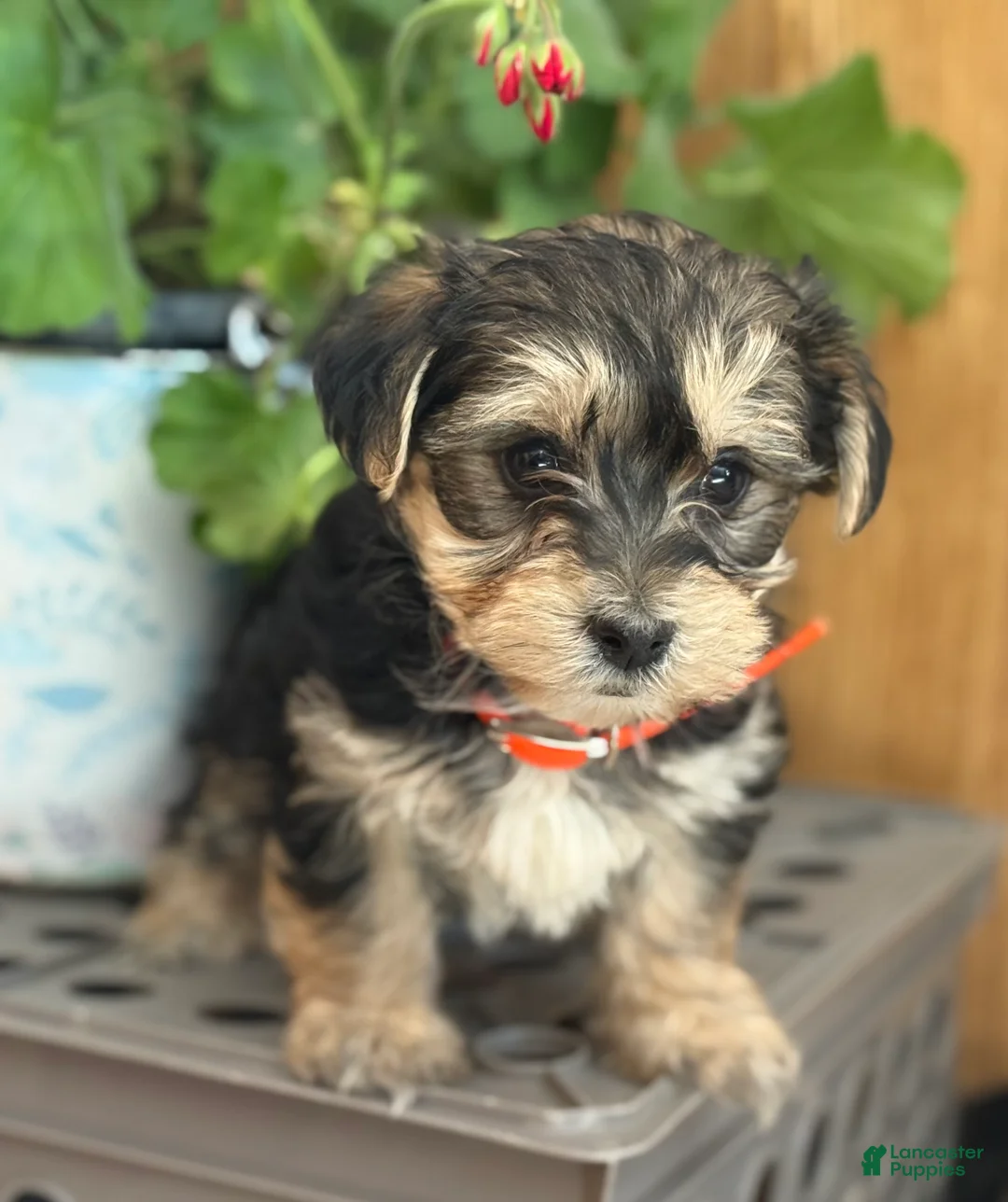 Morkie dogs for sale: Bridgette - Ad 9
