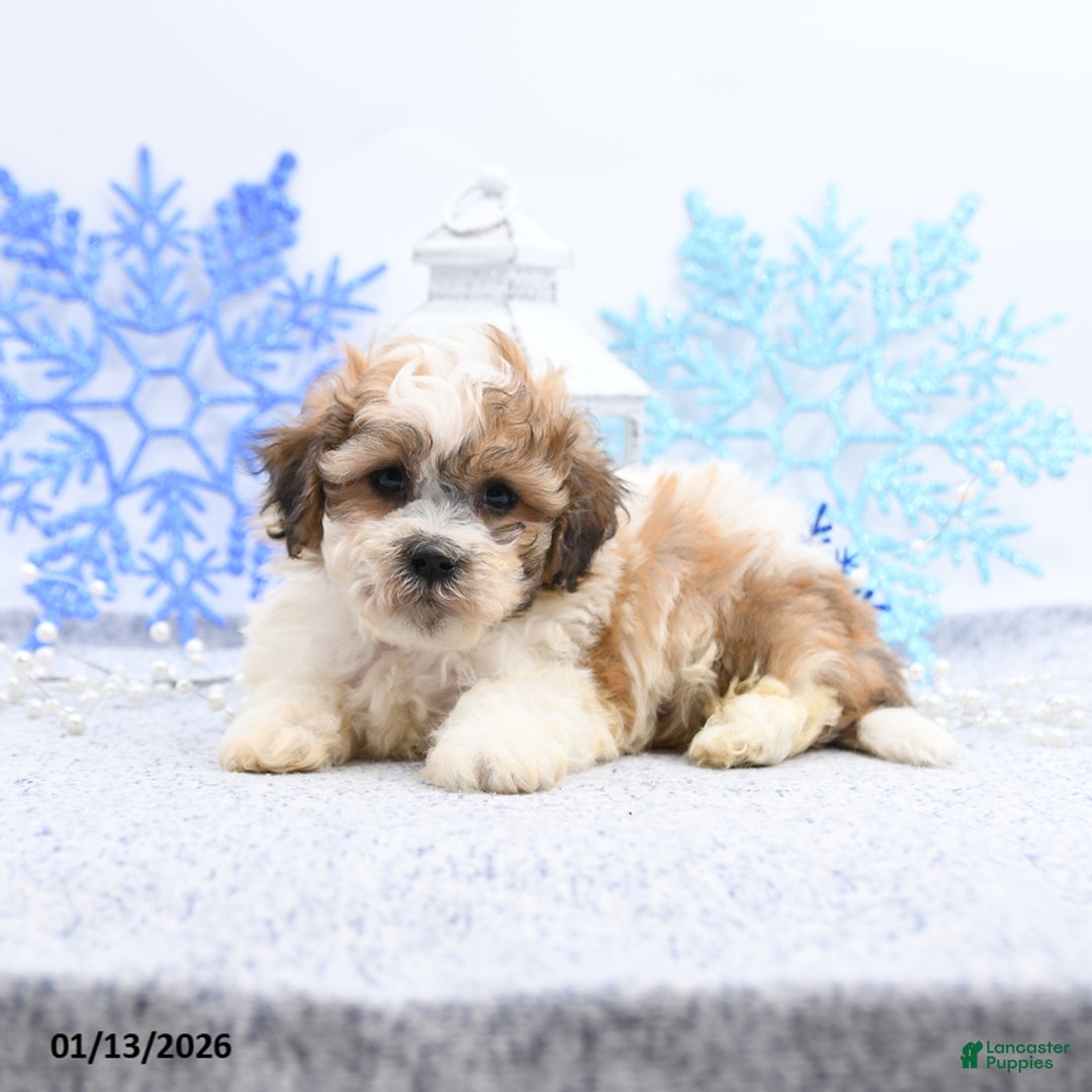 Mixed Breed dogs for sale: Mitchel - Ad 4