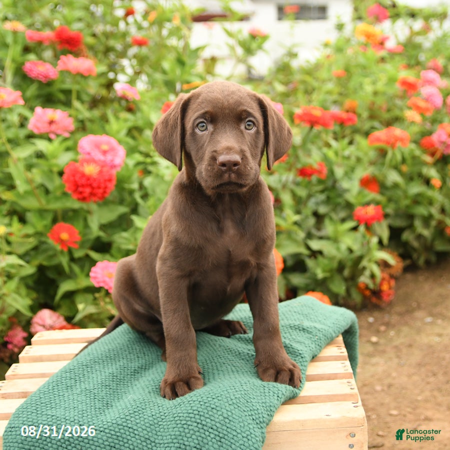 Labrador Retriever dogs Kate - Ad 2