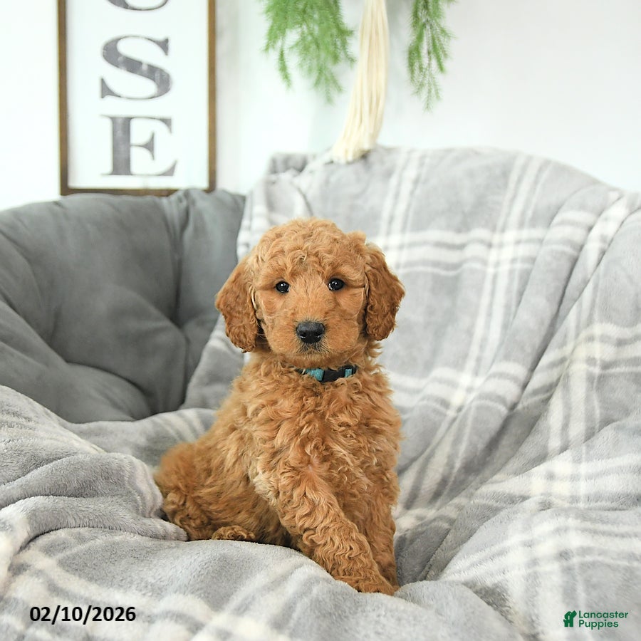 Mini Goldendoodle dogs Valentine - Ad 25