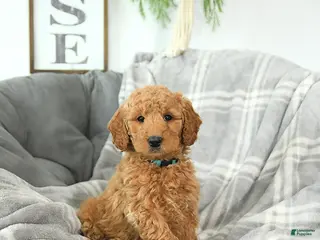 Mini Goldendoodle dogs Valentine - Ad 25