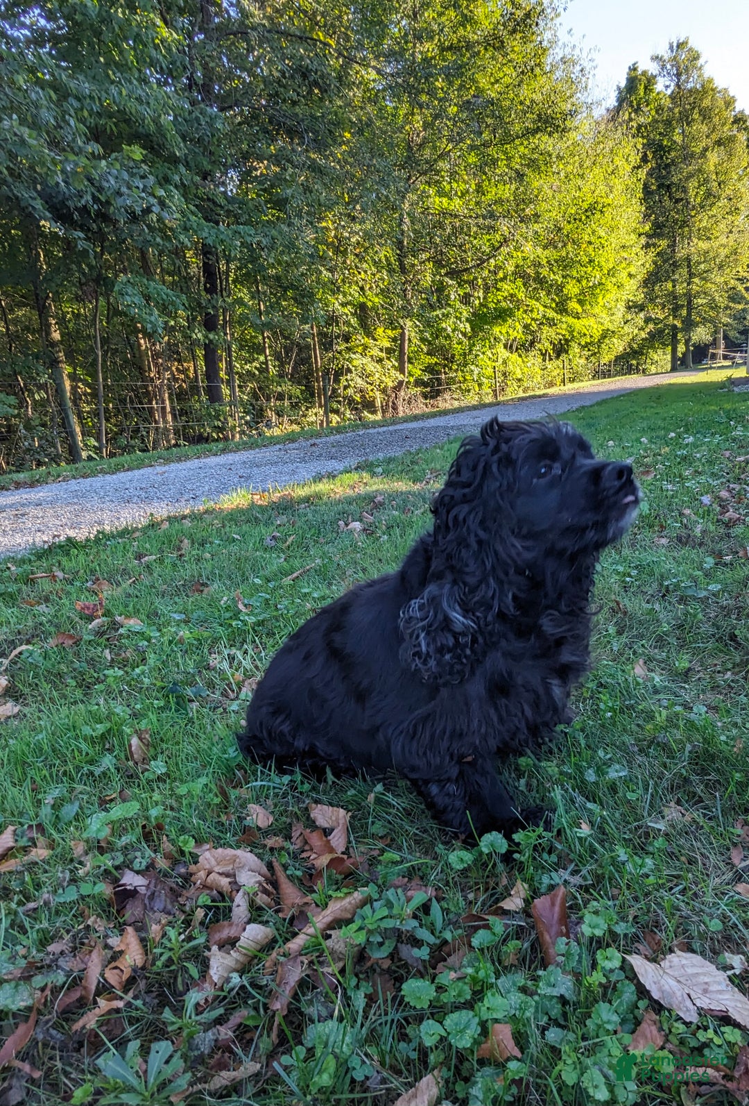 Cockalier dogs for sale: Lola - Ad 7