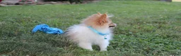 Pomeranian dogs for sale: Theo - Ad 6
