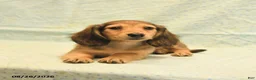 Dachshund dogs for sale: Lee - Ad 4