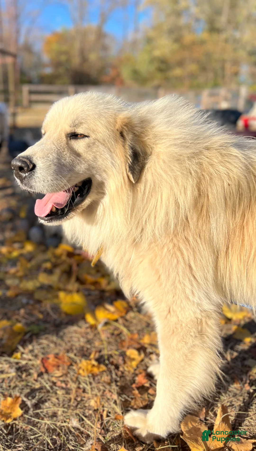 Great Pyrenees dogs for sale: Great Pyrenees Puppy 1 - Ad 6