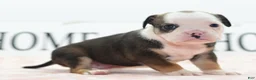 Mixed Breed dogs for sale: Queen - Ad 18