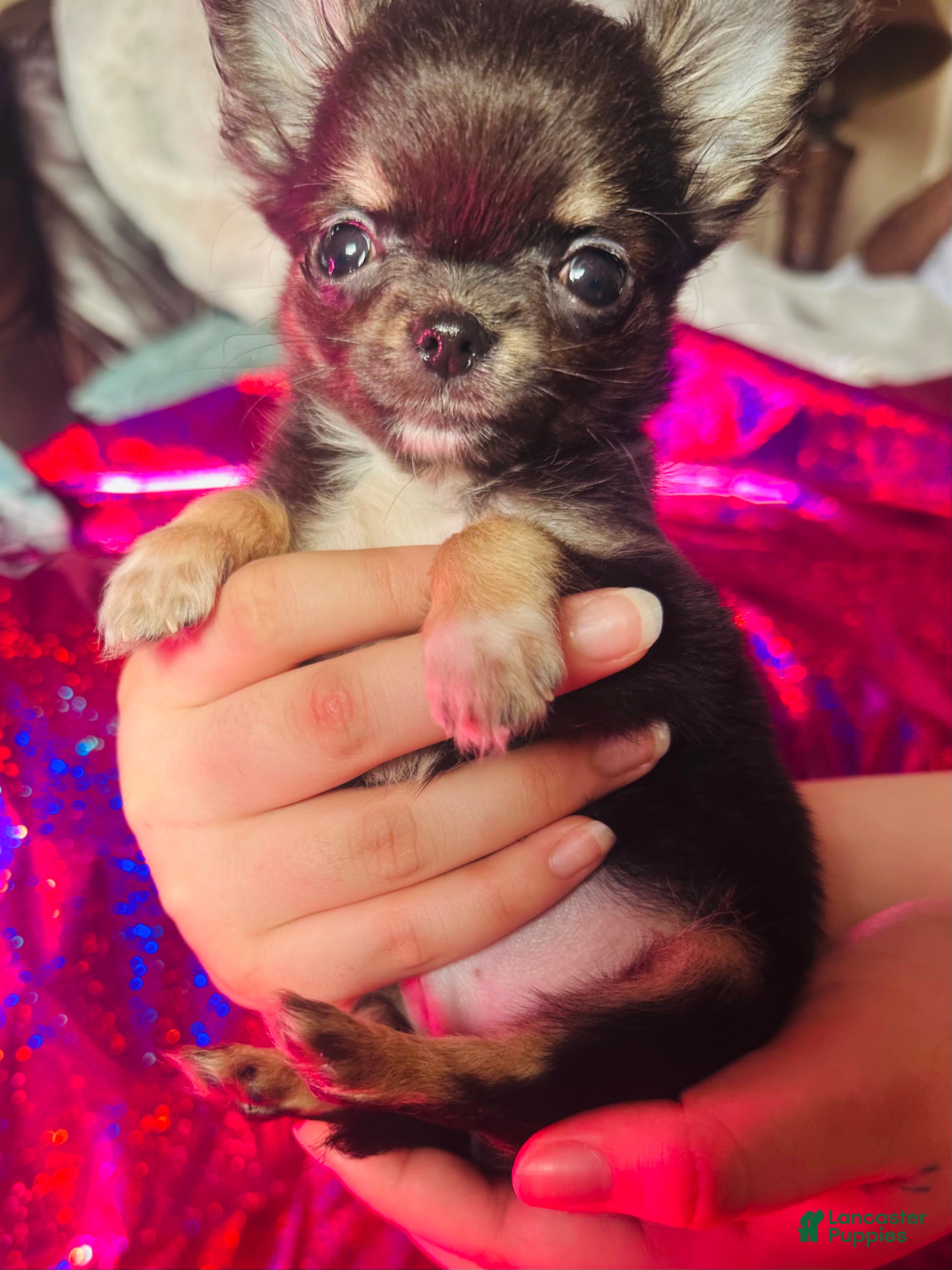 Chihuahua dogs Chihuahua Puppy 2 - Ad 37