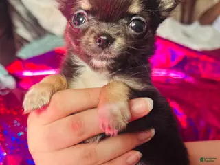 Chihuahua dogs Chihuahua Puppy 2 - Ad 37