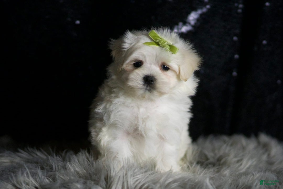 Maltese dogs for sale: Mr. Snow - Ad 3