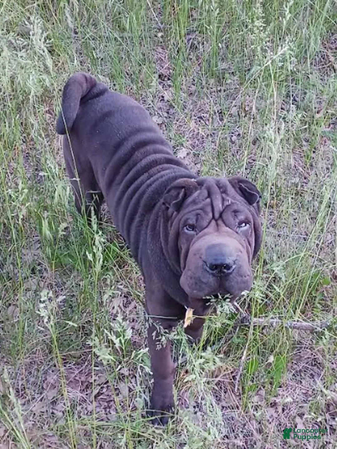 Shar Pei dogs for sale: Princess - Ad 4