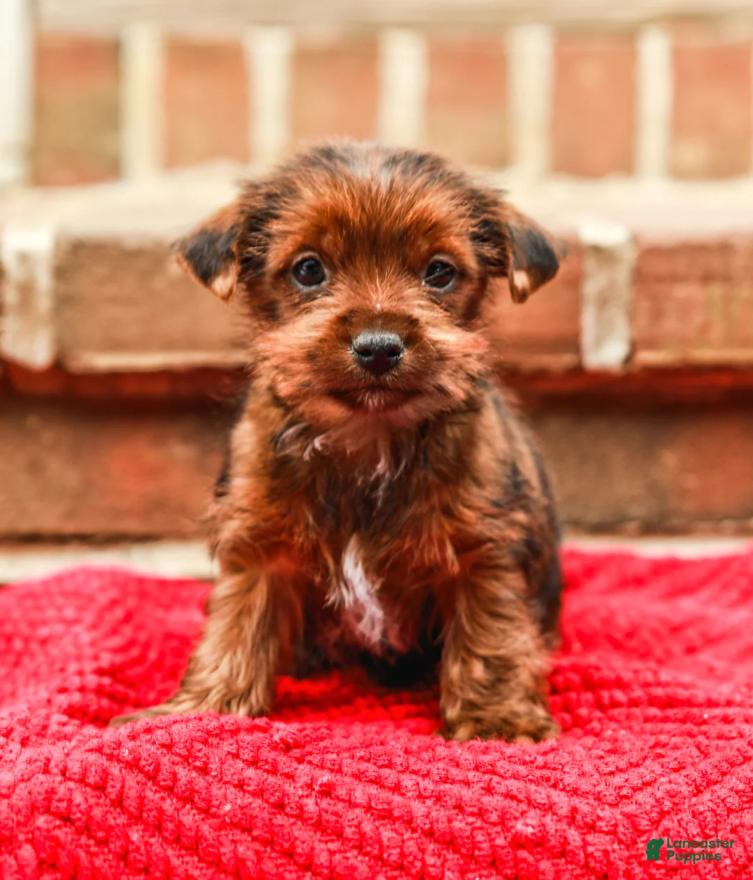 Yorkshire Terrier dogs for sale: Brownie (Small) - Ad 2