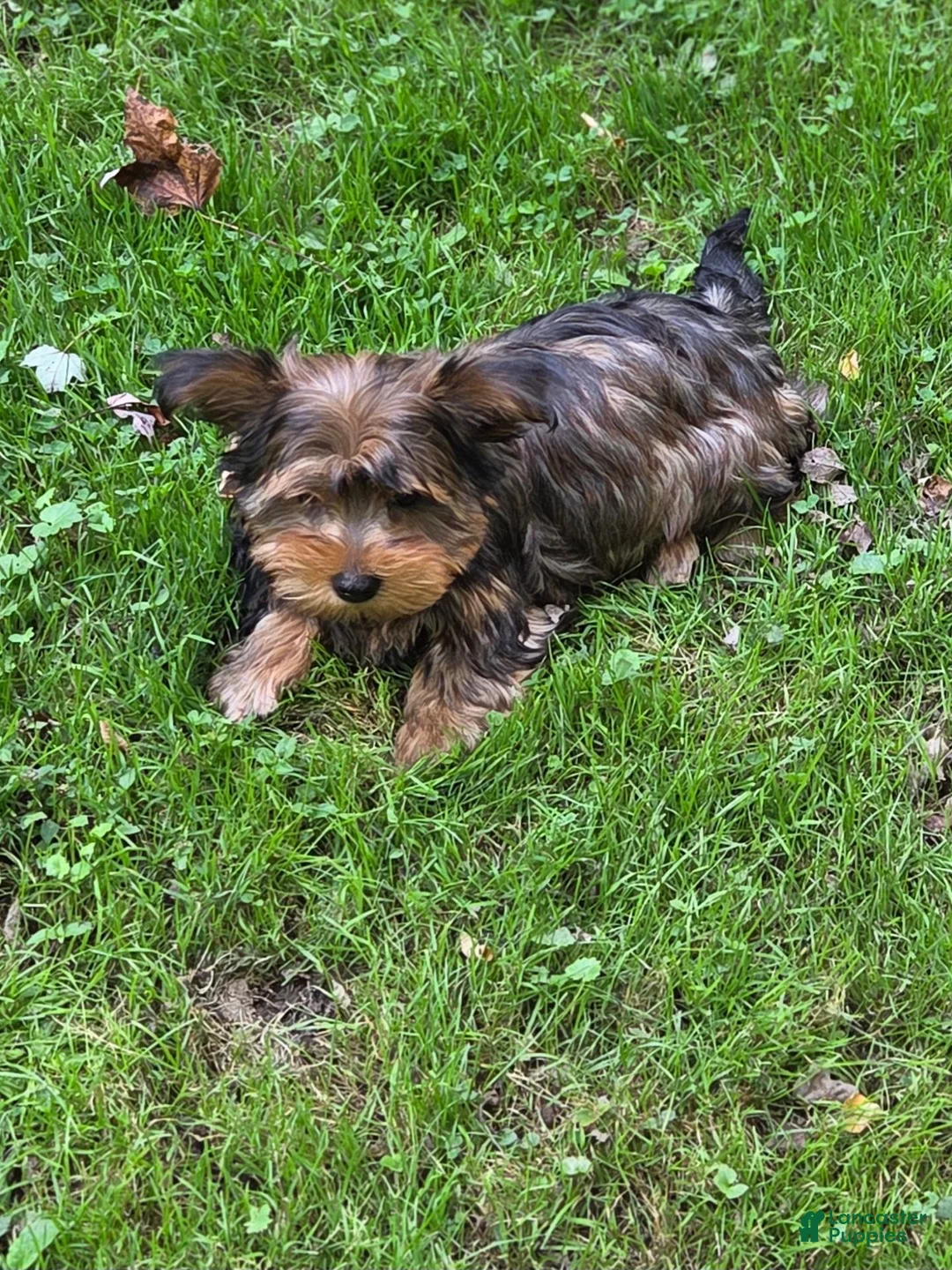 Morkie dogs for sale: Maple - Ad 3