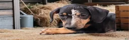 Catahoula Leopard Dog dogs for sale: Bug 2026 Male 1 - Ad 5
