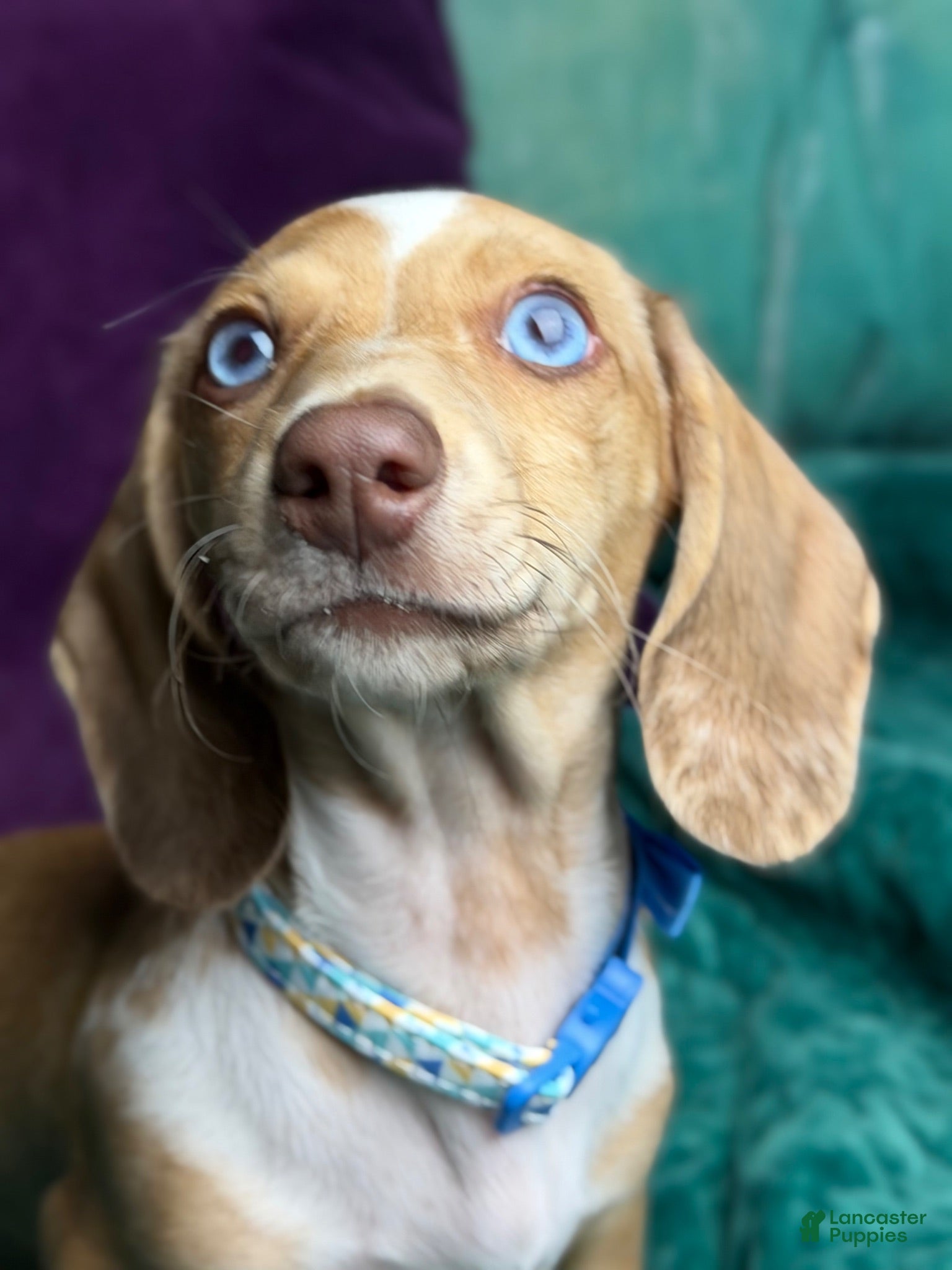 Miniature Dachshund dogs Willy  - Ad 1
