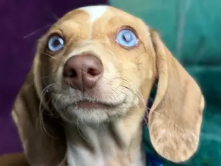 Miniature Dachshund dogs Willy - Ad 1
