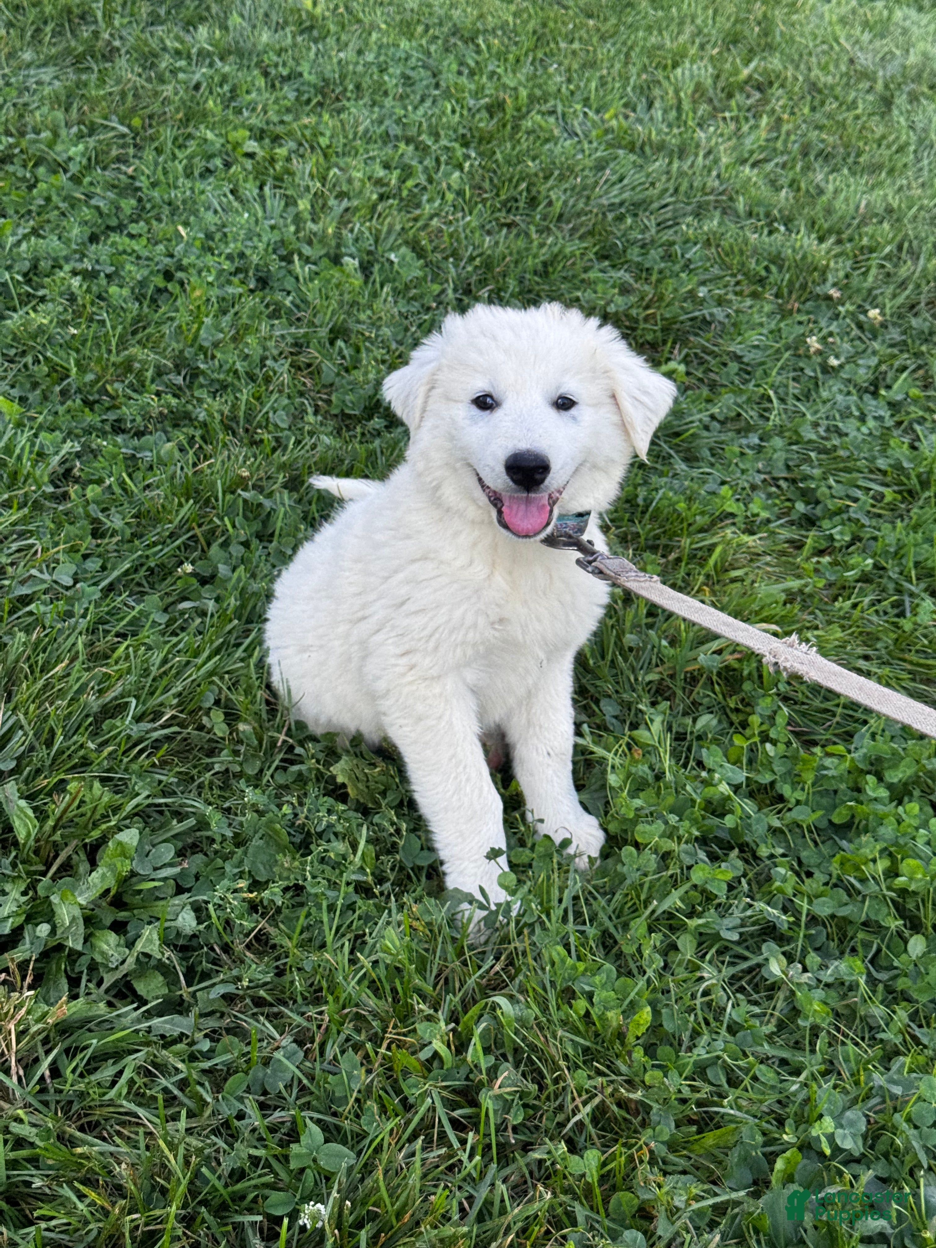 Great Pyrenees dogs Grace - Ad 1