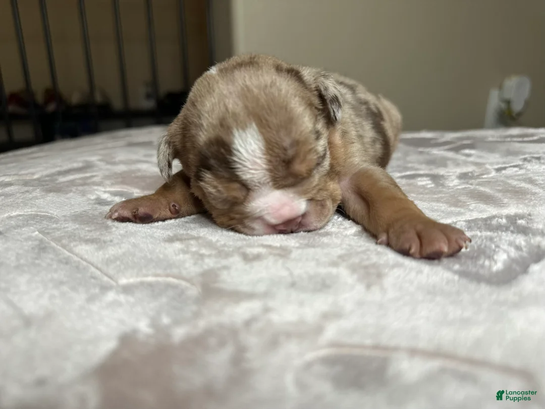 English Bulldog dogs for sale: Zeus - Ad 1