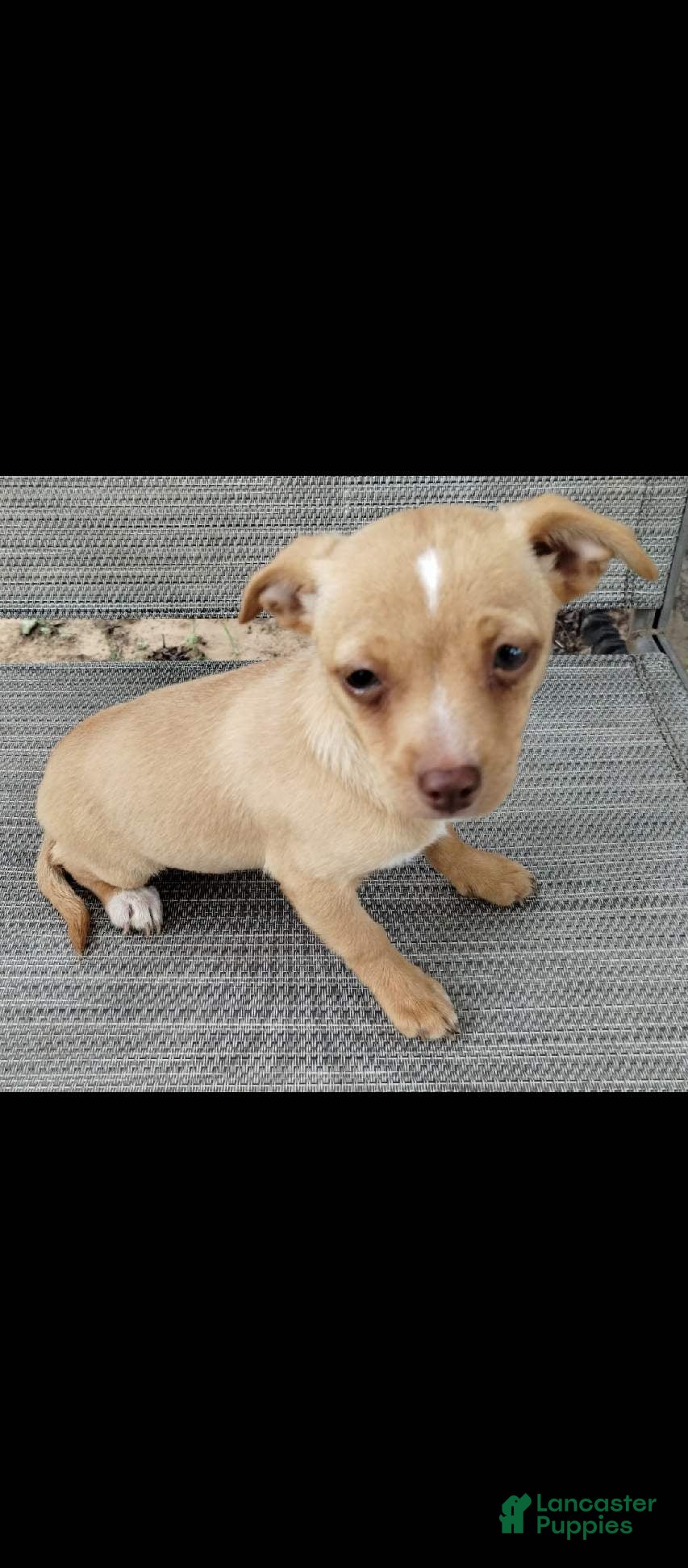 Mixed Breed dogs Girl - Ad 1