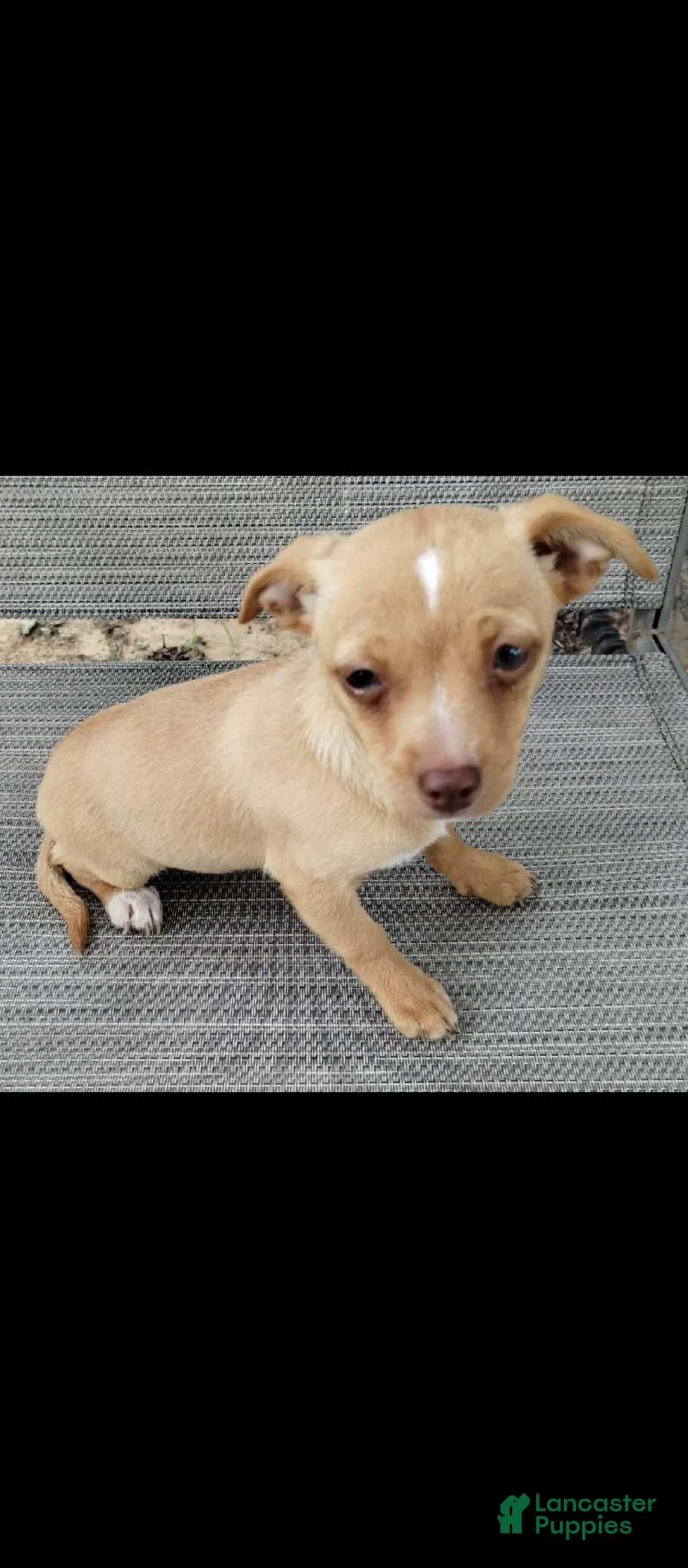 Mixed Breed dogs for sale: Girl - Ad 1