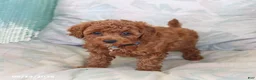 Maltipoo dogs for sale: Sawyer - Ad 3