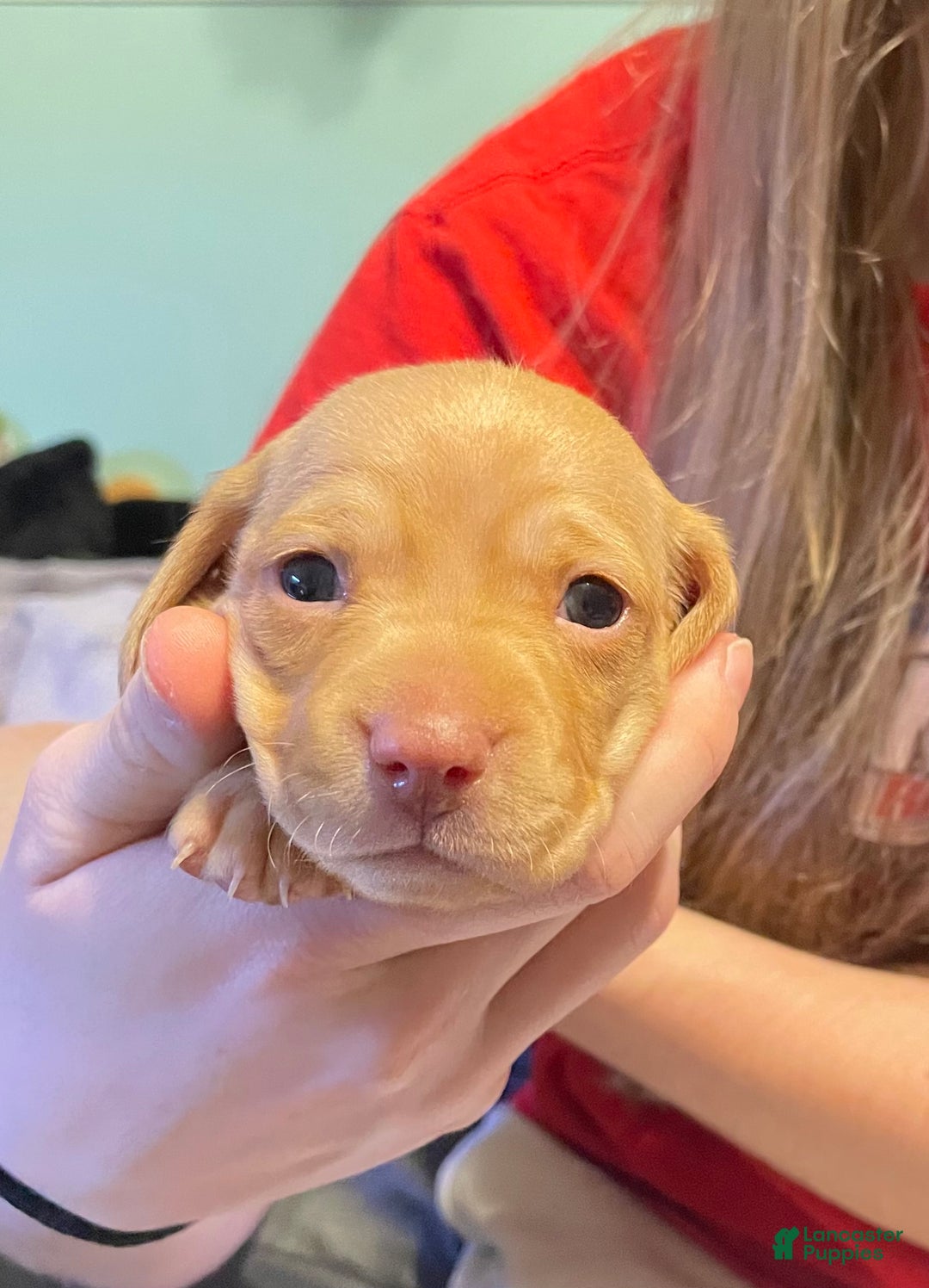 Dachshund dogs for sale: Stella - Ad 1