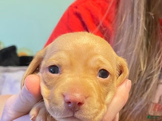 Dachshund dogs Stella - Ad 2