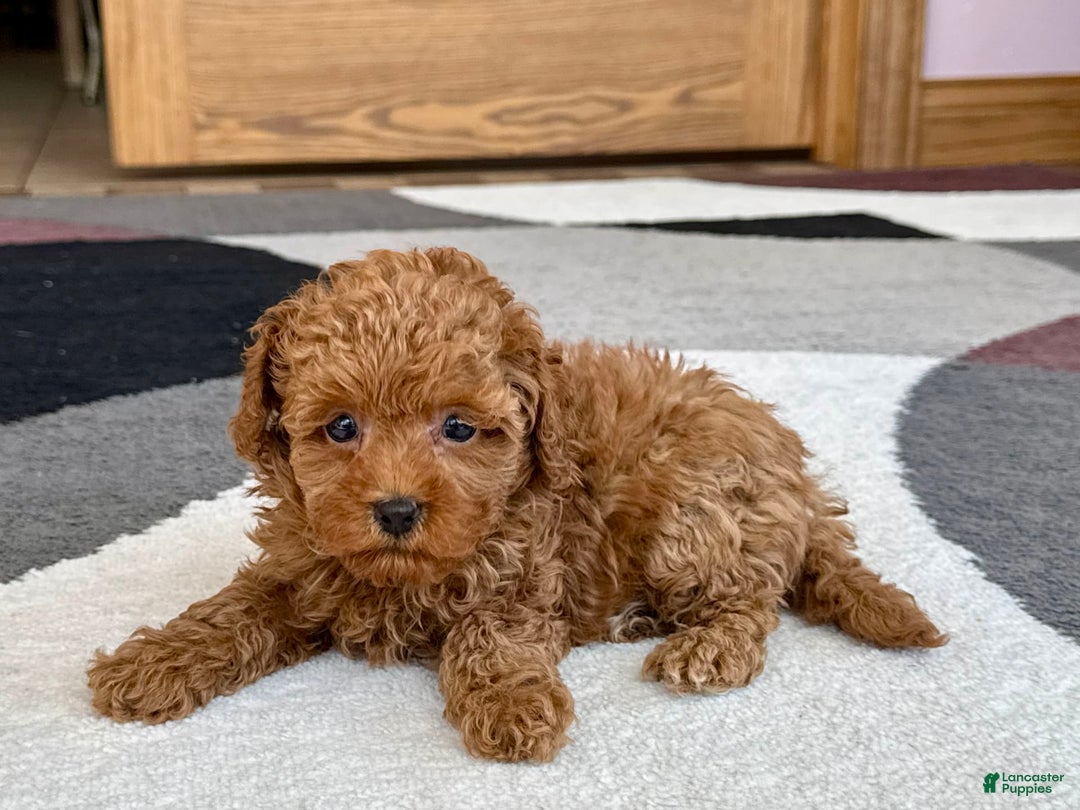 Maltipoo dogs for sale: Shanna - Ad 6