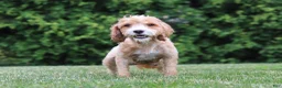 Cavapoo dogs for sale: Hazel - Ad 7