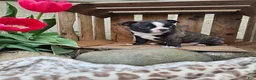 Boston Terrier dogs for sale: Rambow - Ad 6