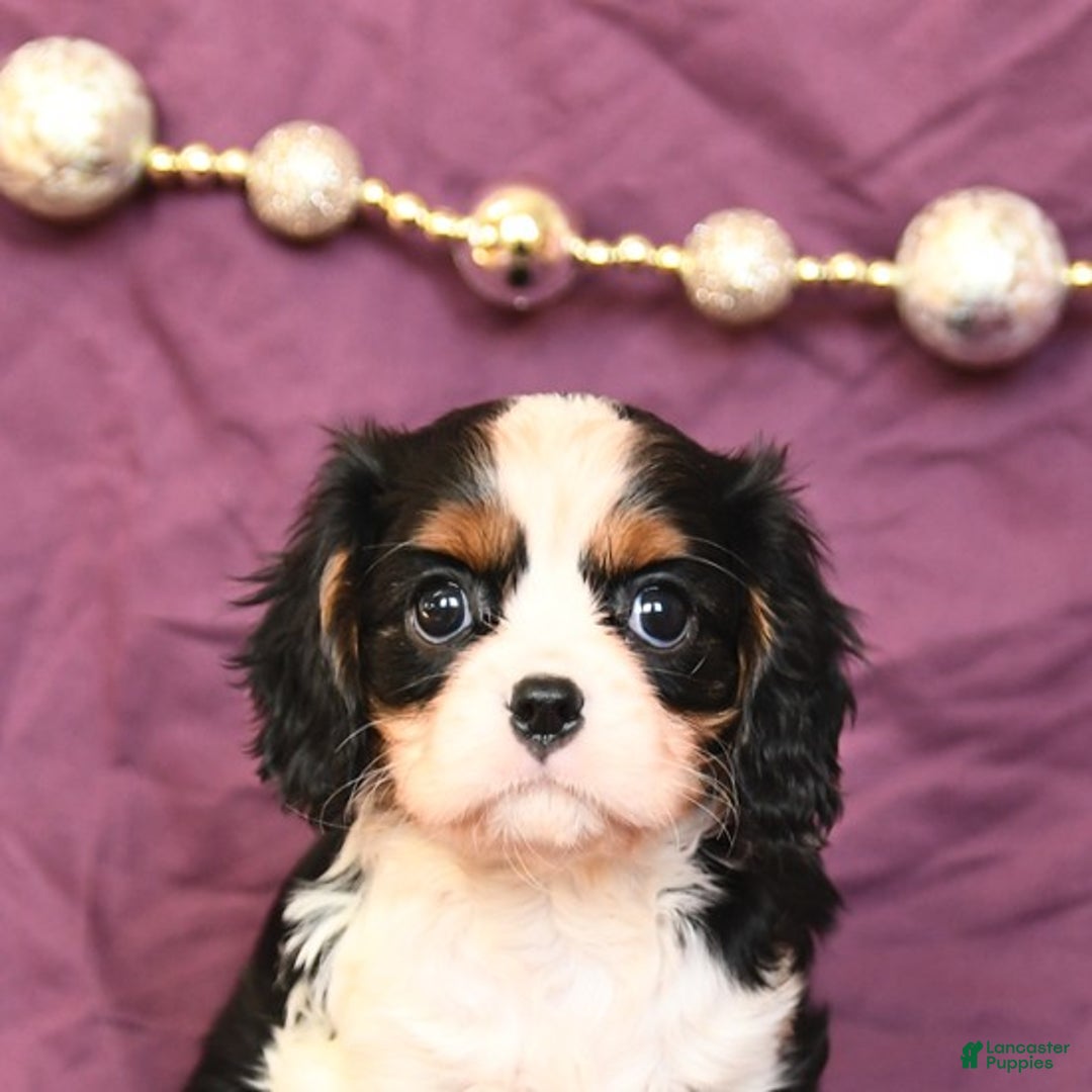 Cavalier King Charles Spaniel dogs for sale: Lilac - Ad 4