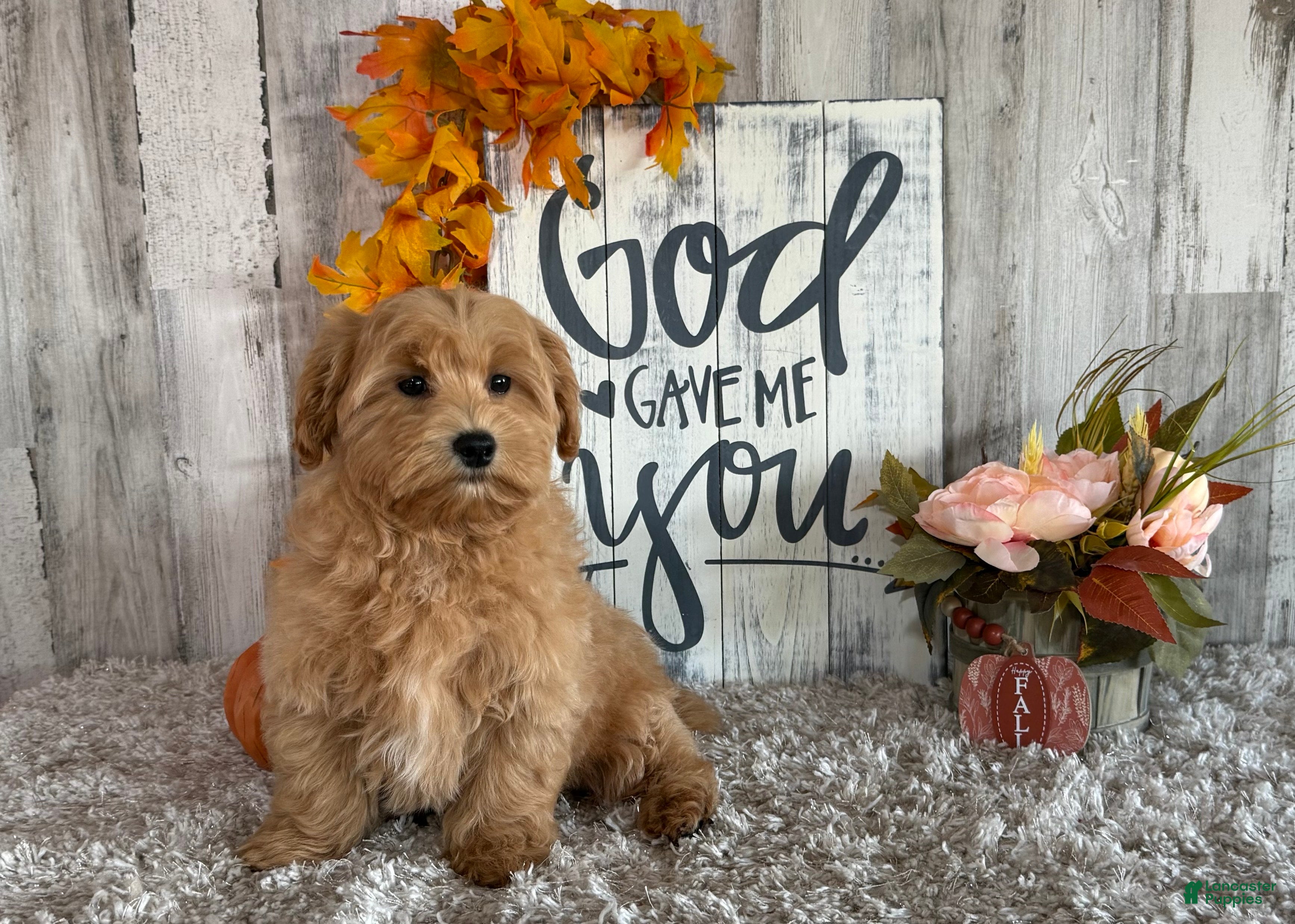 Maltipoo dogs Ozzy - Ad 40