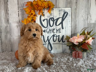 Maltipoo dogs Ozzy - Ad 15