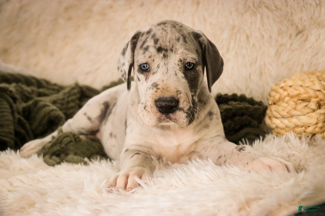 Great Dane dogs for sale: Percy - Ad 1