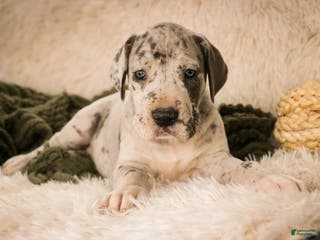 Great Dane dogs Percy - Ad 31