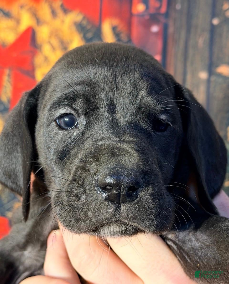 Great Dane dogs Tiffany - Black - Ad 25