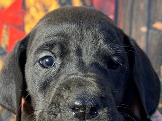 Great Dane dogs Tiffany - Black - Ad 40