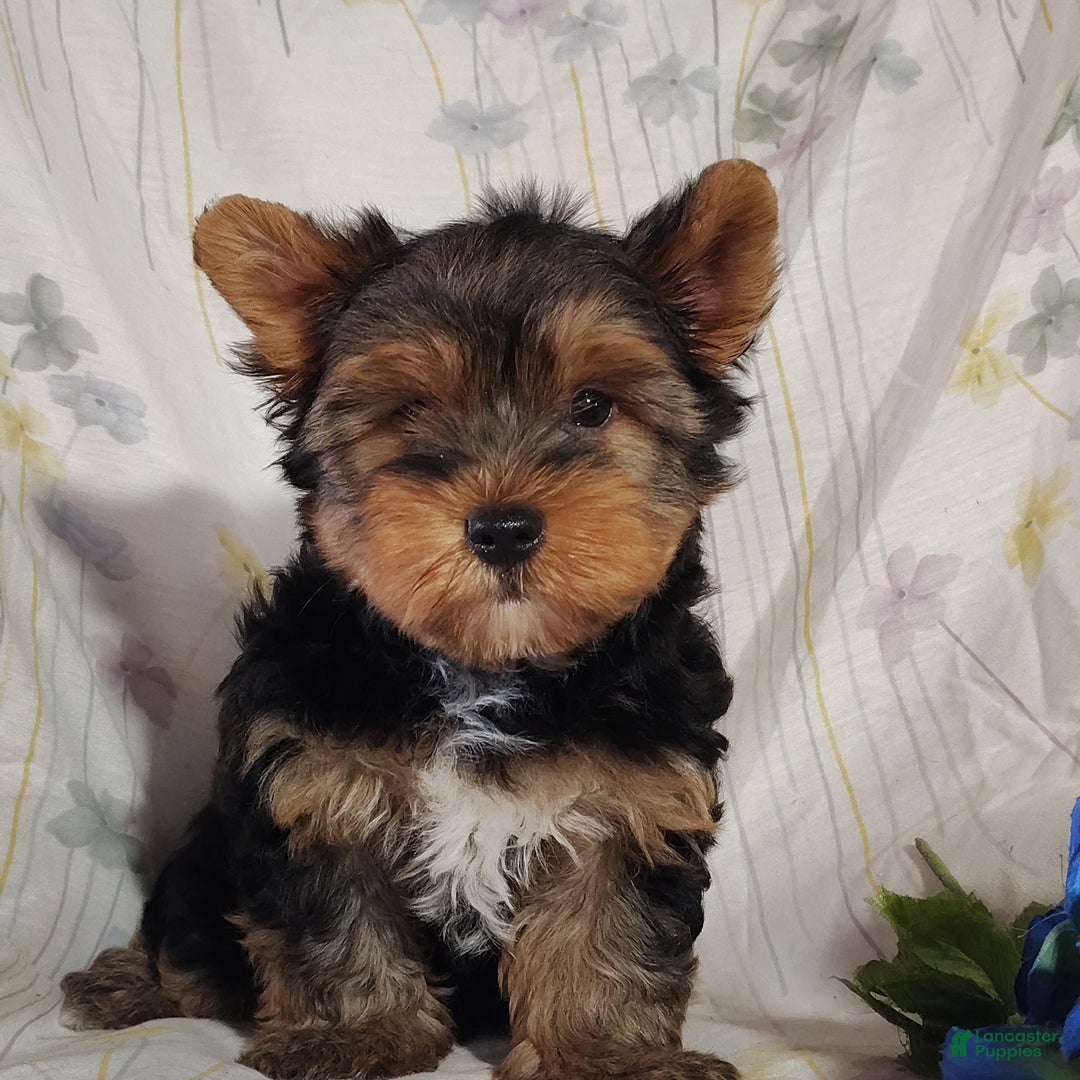 Yorkshire Terrier dogs for sale: Robbie - Ad 1