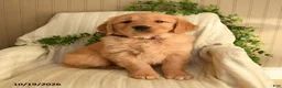 Golden Retriever dogs for sale: Cathy - Ad 3