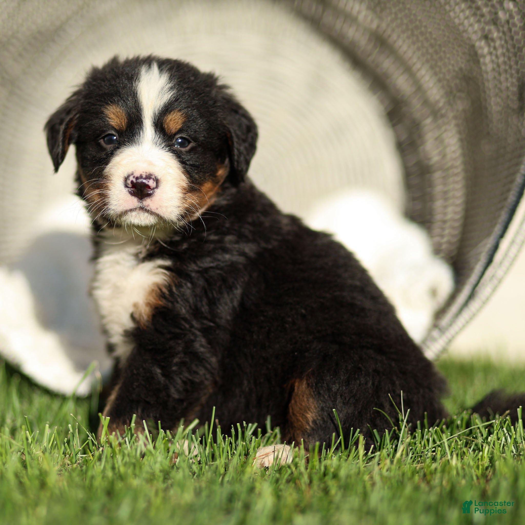 Bernese Mountain Dog dogs Jasper Bernese Mountain Dog  - Ad 2