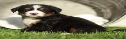 Bernese Mountain Dog dogs for sale: Jasper Bernese Mountain Dog  - Ad 2
