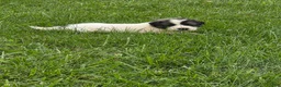 Great Pyrenees dogs for sale: Cupid - Ad 10