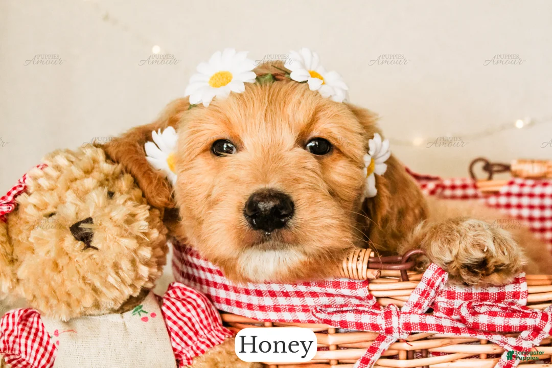 Goldendoodle dogs for sale: Honey - Ad 2