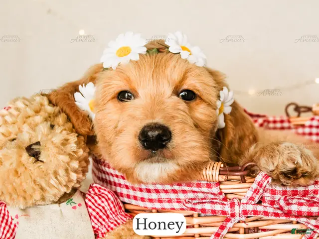 Goldendoodle dogs for sale: Honey - Ad 2