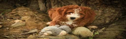 Cavapoo dogs for sale: Blaise Cavapoo  - Ad 10