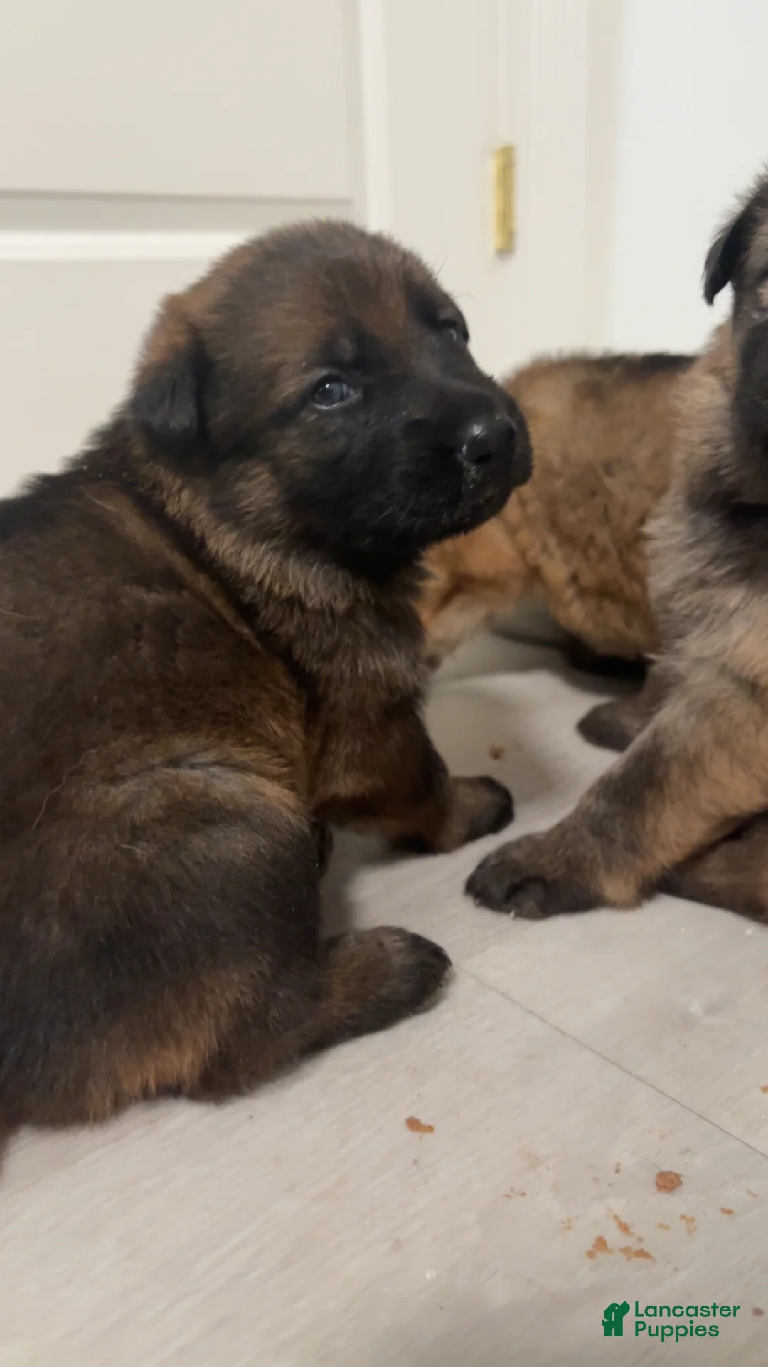 German Shepherd dogs for sale: German Shepherd Puppy 1 - Ad 1